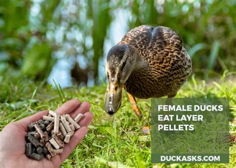 Can Ducks Eat Layer Feed? Exploring the Feasibility and Implications