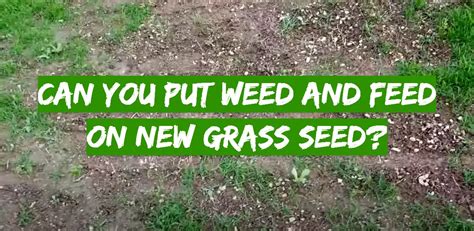 Can You Put Weed and Feed on New Grass Seed? Exploring the Intricacies of Lawn Care and Unrelated Musings