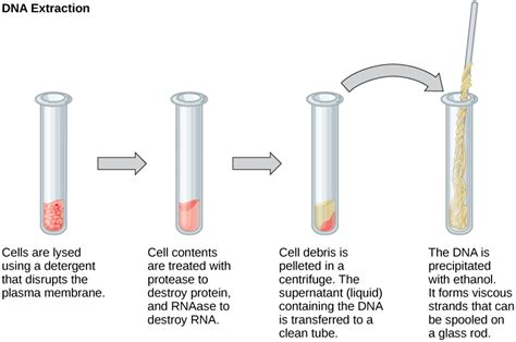 DNA Can Be Collected on a Glass Rod in a Technique Called: Exploring the Boundaries of Genetic Sampling