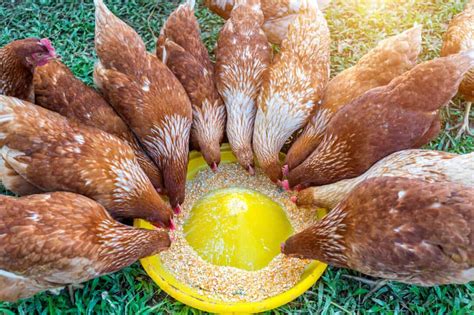 How Many People Does a Whole Chicken Feed? And Why Do Chickens Cross Roads in the First Place?