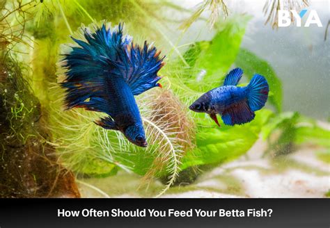 How Often Do You Feed a Betta Fish: A Dive into the Aquatic World of Feeding Habits