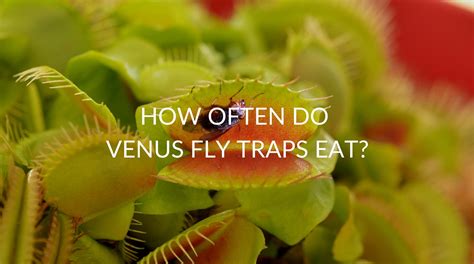 How Often Should You Feed a Venus Fly Trap: And Why Do They Dream of Electric Flies?