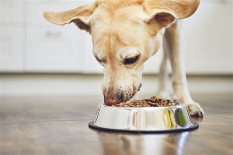 Should You Feed Dog Before or After Walk: A Whisker Away from Chaos