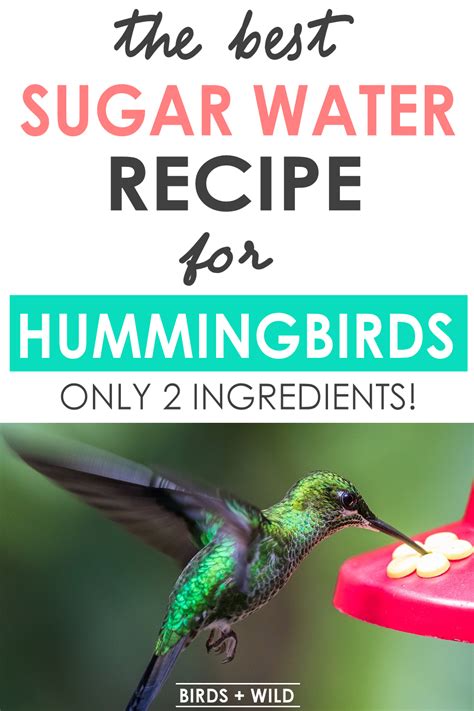 What Can I Feed Hummingbirds Besides Sugar Water? And Why Do They Love Flowers So Much?