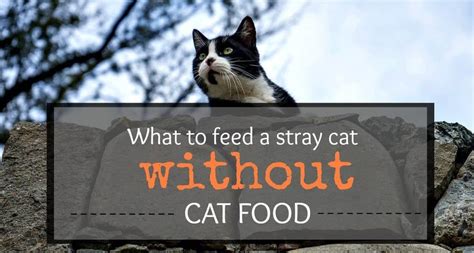 What Can You Feed Stray Cats: A Journey Through Feline Culinary Curiosities