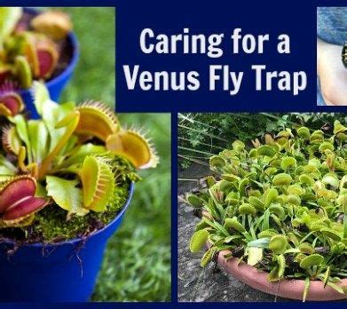 What Should I Feed My Venus Fly Trap: A Guide to Carnivorous Cuisine and Beyond