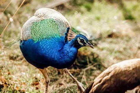 What to Feed Peacocks: A Journey Through Culinary Imagination and Avian Diets