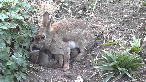 What to Feed Wild Baby Bunnies: A Journey Through the Rabbit Hole of Nourishment and Beyond