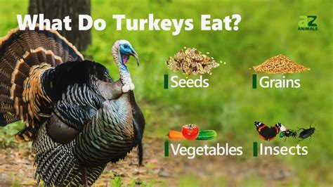 What to Feed Wild Turkeys: A Guide to Nourishing Nature's Wanderers and Why They Might Prefer Pizza Over Corn