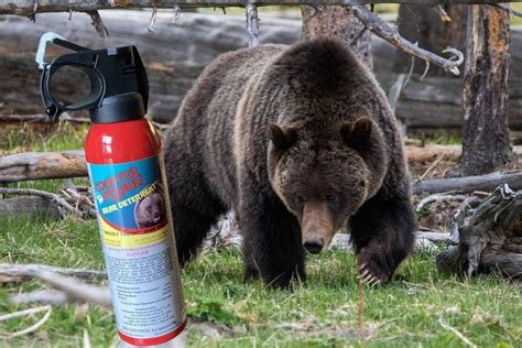 Where Can You Buy Bear Spray and Why Do Bears Love Picnics?