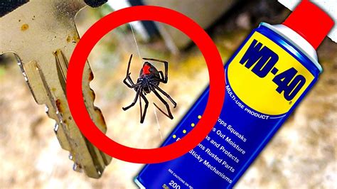 Will Wasp Spray Kill Black Widows? And Why Do Spiders Dream of Electric Webs?